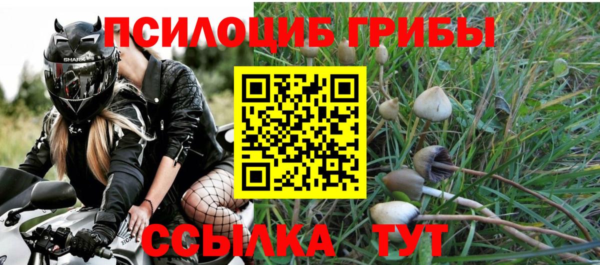 Десногорск  где найти   Вход с VPN  Псилоцибиновые грибы Psilocybe 