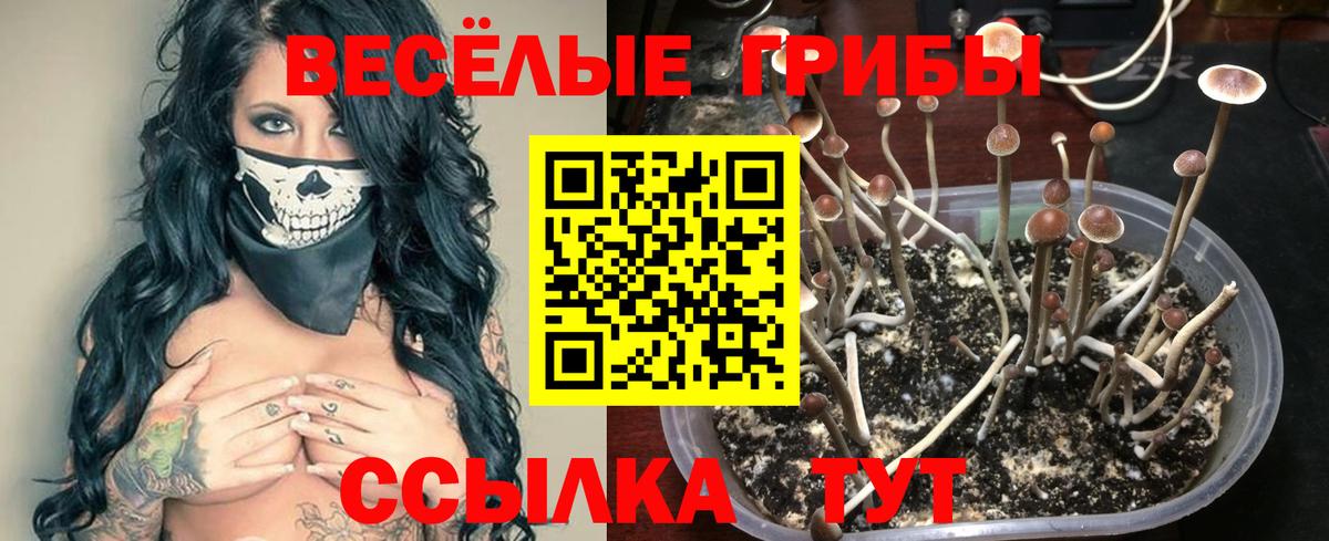 Галлюциногенные грибы Psilocybe Десногорск